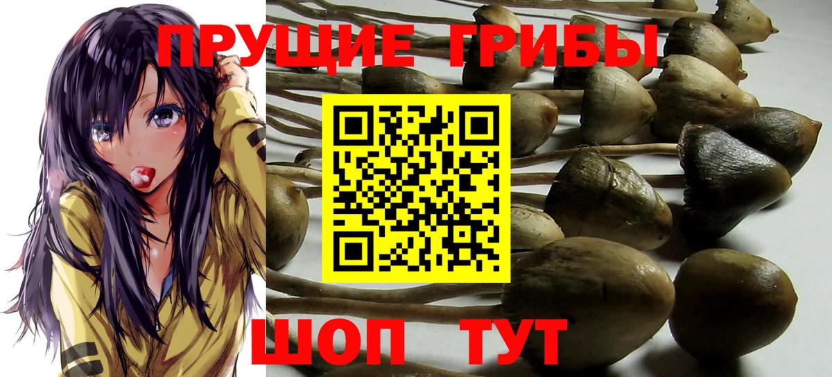 Псилоцибиновые грибы MAGIC MUSHROOMS  Галлюциногенные грибы Psilocybine cubensis  Вход с VPN  купить наркотик  Вольск 